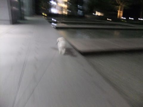 ビションフリーゼトリミングフントヒュッテビションカットスタイルモデル犬画像ビションフリーゼトリミングサロン東京ビションhundehutteビションベアカット_107.jpg