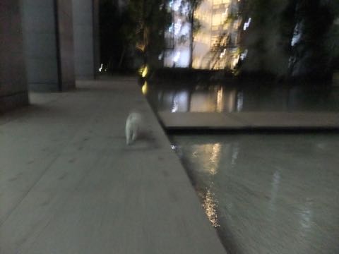 ビションフリーゼトリミングフントヒュッテビションカットスタイルモデル犬画像ビションフリーゼトリミングサロン東京ビションhundehutteビションベアカット_108.jpg