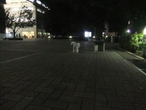 ビションフリーゼトリミングフントヒュッテビションカットスタイルモデル犬画像ビションフリーゼトリミングサロン東京ビションhundehutteビションベアカット_109.jpg