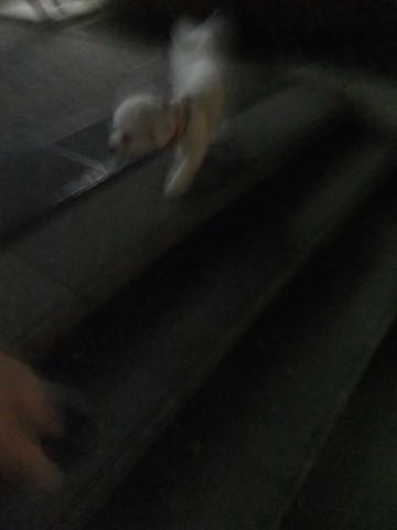 ビションフリーゼトリミングフントヒュッテビションカットスタイルモデル犬画像ビションフリーゼトリミングサロン東京ビションhundehutteビションベアカット_110.jpg