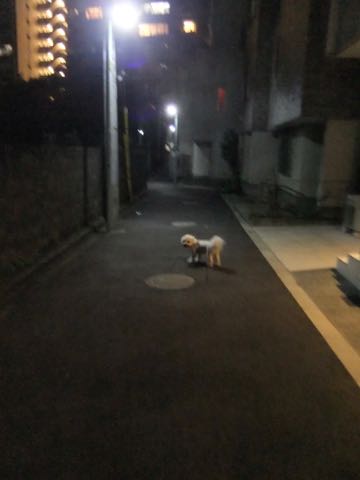 ビションフリーゼトリミングフントヒュッテビションカットスタイルモデル犬画像ビションフリーゼトリミングサロン東京ビションhundehutteビションベアカット_113.jpg