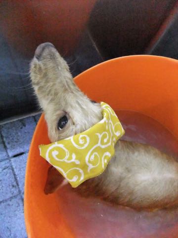 ダックスフントミニチュアトリミング都内フントヒュッテ駒込犬の歯みがき画像文京区歯垢歯石除去歯磨きゼオライトデンタルケア犬温泉東京_149.jpg