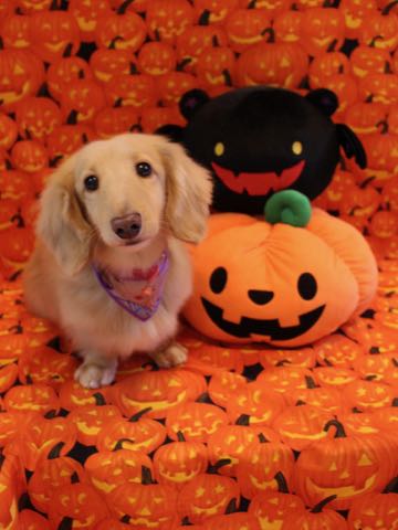 ダックスフントミニチュアトリミング都内フントヒュッテ駒込犬の歯みがき画像文京区歯垢歯石除去歯磨きゼオライトデンタルケア犬温泉東京_151.jpg