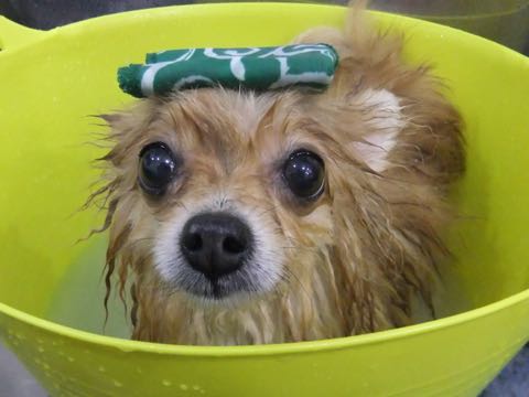 ポメラニアントリミング画像ポメサマーカットフントヒュッテ文京区ペットホテル都内hundehutte東京ドッグホテル駒込犬ホテル料金_152.jpg