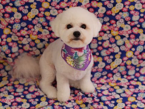ビションフリーゼトリミングフントヒュッテビションカットスタイルモデル犬画像ビションフリーゼトリミングサロン東京ビションhundehutteビションベアカット_122.jpg