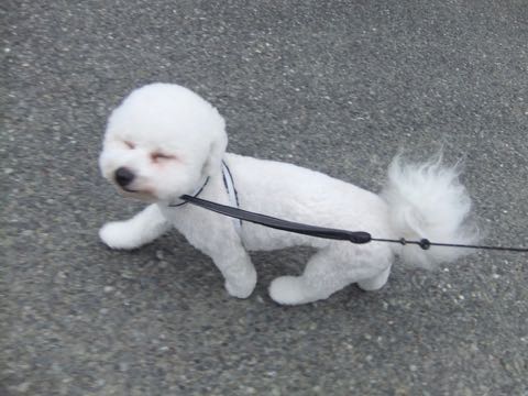 ビションフリーゼトリミングフントヒュッテビションカットスタイルモデル犬画像ビションフリーゼトリミングサロン東京ビションhundehutteビションベアカット_132.jpg