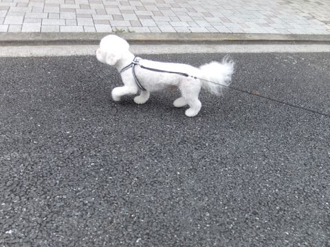 ビションフリーゼトリミングフントヒュッテビションカットスタイルモデル犬画像ビションフリーゼトリミングサロン東京ビションhundehutteビションベアカット_133.jpg