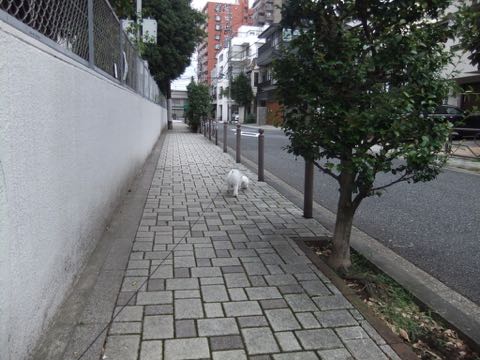 ビションフリーゼトリミングフントヒュッテビションカットスタイルモデル犬画像ビションフリーゼトリミングサロン東京ビションhundehutteビションベアカット_134.jpg