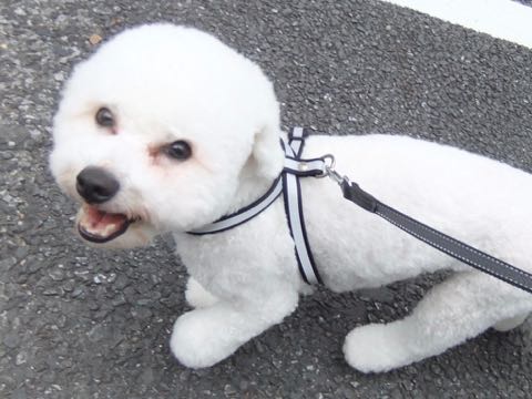 ビションフリーゼトリミングフントヒュッテビションカットスタイルモデル犬画像ビションフリーゼトリミングサロン東京ビションhundehutteビションベアカット_136.jpg