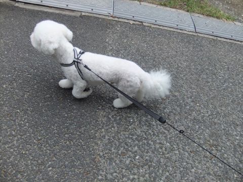 ビションフリーゼトリミングフントヒュッテビションカットスタイルモデル犬画像ビションフリーゼトリミングサロン東京ビションhundehutteビションベアカット_137.jpg