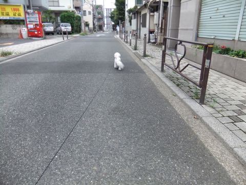 ビションフリーゼトリミングフントヒュッテビションカットスタイルモデル犬画像ビションフリーゼトリミングサロン東京ビションhundehutteビションベアカット_138.jpg