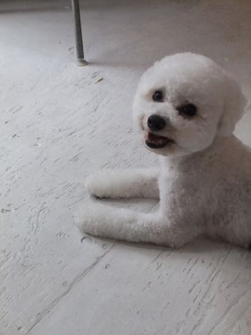 ビションフリーゼトリミングフントヒュッテビションカットスタイルモデル犬画像ビションフリーゼトリミングサロン東京ビションhundehutteビションベアカット_141.jpg