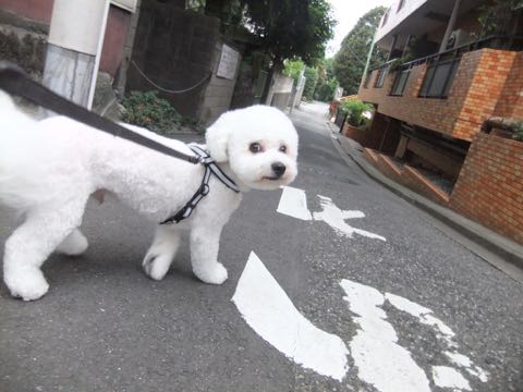 ¥Ó¥·¥ç¥ó¥Õ¥ê¡¼¥¼¥È¥ê¥ß¥ó¥°¥Õ¥ó¥È¥Ò¥å¥Ã¥Æ¥Ó¥·¥ç¥ó¥«¥Ã¥È¥¹¥¿¥¤¥ë¥â¥Ç¥ë¸¤²èÁü¥Ó¥·¥ç¥ó¥Õ¥ê¡¼¥¼¥È¥ê¥ß¥ó¥°¥µ¥í¥óÅìµþ¥Ó¥·¥ç¥óhundehutte¥Ó¥·¥ç¥ó¥Ù¥¢¥«¥Ã¥È_146.jpg