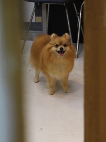 ポメラニアントリミング画像ポメサマーカットフントヒュッテ文京区ペットホテル都内hundehutte東京ドッグホテル駒込犬ホテル料金_163.jpg