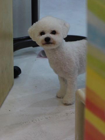 ビションフリーゼトリミングフントヒュッテビションカットスタイルモデル犬画像ビションフリーゼトリミングサロン東京ビションhundehutteビションベアカット_159.jpg