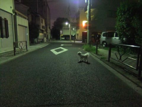 ¥Ó¥·¥ç¥ó¥Õ¥ê¡¼¥¼¥È¥ê¥ß¥ó¥°¥Õ¥ó¥È¥Ò¥å¥Ã¥Æ¥Ó¥·¥ç¥ó¥«¥Ã¥È¥¹¥¿¥¤¥ë¥â¥Ç¥ë¸¤²èÁü¥Ó¥·¥ç¥ó¥Õ¥ê¡¼¥¼¥È¥ê¥ß¥ó¥°¥µ¥í¥óÅìµþ¥Ó¥·¥ç¥óhundehutte¥Ó¥·¥ç¥ó¥Ù¥¢¥«¥Ã¥È_165.jpg