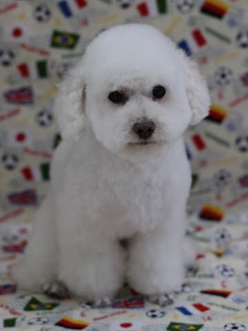 トイ・プードルペットホテル様子おさんぽ犬おあずかり文京区フントヒュッテ東京トイプードルトリミング画像都内ペットホテル駒込_373.jpg