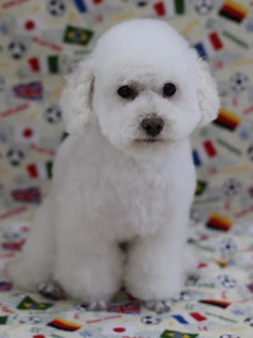 トイ・プードルペットホテル様子おさんぽ犬おあずかり文京区フントヒュッテ東京トイプードルトリミング画像都内ペットホテル駒込_374.jpg