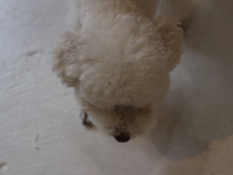 トイ・プードルペットホテル様子おさんぽ犬おあずかり文京区フントヒュッテ東京トイプードルトリミング画像都内ペットホテル駒込_376.jpg