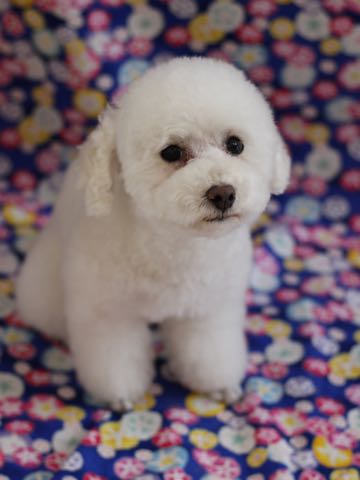 トイ・プードルペットホテル様子おさんぽ犬おあずかり文京区フントヒュッテ東京トイプードルトリミング画像都内ペットホテル駒込_377.jpg