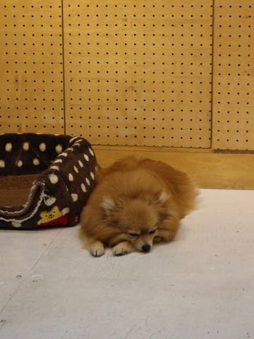 ポメラニアントリミング画像ポメサマーカットフントヒュッテ文京区ペットホテル都内hundehutte東京ドッグホテル駒込犬ホテル料金_174.jpg