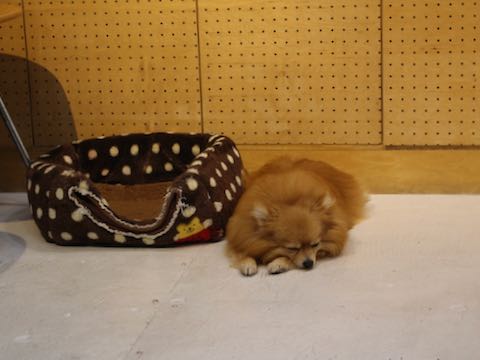 ポメラニアントリミング画像ポメサマーカットフントヒュッテ文京区ペットホテル都内hundehutte東京ドッグホテル駒込犬ホテル料金_175.jpg