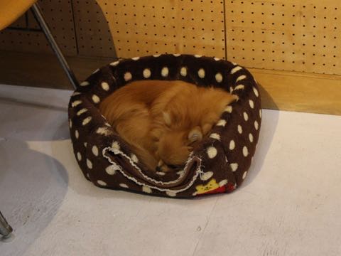 ポメラニアントリミング画像ポメサマーカットフントヒュッテ文京区ペットホテル都内hundehutte東京ドッグホテル駒込犬ホテル料金_176.jpg