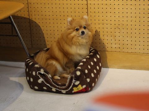 ビションフリーゼトリミングフントヒュッテビションカットスタイルモデル犬画像ビションフリーゼトリミングサロン東京ビションhundehutteビションベアカット_174.jpg