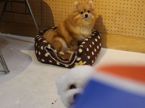 ビションフリーゼトリミングフントヒュッテビションカットスタイルモデル犬画像ビションフリーゼトリミングサロン東京ビションhundehutteビションベアカット_175.jpg