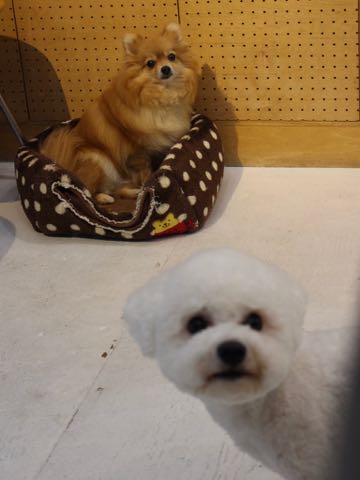 ビションフリーゼトリミングフントヒュッテビションカットスタイルモデル犬画像ビションフリーゼトリミングサロン東京ビションhundehutteビションベアカット_176.jpg