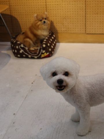 ビションフリーゼトリミングフントヒュッテビションカットスタイルモデル犬画像ビションフリーゼトリミングサロン東京ビションhundehutteビションベアカット_177.jpg