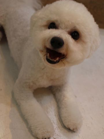 ビションフリーゼトリミングフントヒュッテビションカットスタイルモデル犬画像ビションフリーゼトリミングサロン東京ビションhundehutteビションベアカット_178.jpg