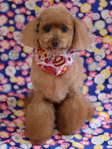 トイ・プードルトリミング文京区フントヒュッテ駒込トイプーカット画像犬歯垢歯石除去歯磨きゼオライトデンタルケア東京hundehutte_96.jpg