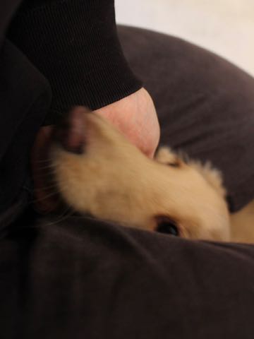 ダックスフントミニチュアトリミング都内フントヒュッテ駒込犬の歯みがき画像文京区歯垢歯石除去歯磨きゼオライトデンタルケア犬温泉東京_152.jpg
