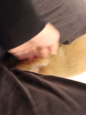 ダックスフントミニチュアトリミング都内フントヒュッテ駒込犬の歯みがき画像文京区歯垢歯石除去歯磨きゼオライトデンタルケア犬温泉東京_153.jpg