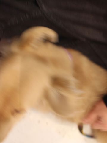 ダックスフントミニチュアトリミング都内フントヒュッテ駒込犬の歯みがき画像文京区歯垢歯石除去歯磨きゼオライトデンタルケア犬温泉東京_155.jpg