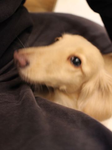 ダックスフントミニチュアトリミング都内フントヒュッテ駒込犬の歯みがき画像文京区歯垢歯石除去歯磨きゼオライトデンタルケア犬温泉東京_156.jpg