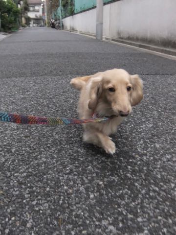 ダックスフントミニチュアトリミング都内フントヒュッテ駒込犬の歯みがき画像文京区歯垢歯石除去歯磨きゼオライトデンタルケア犬温泉東京_157.jpg