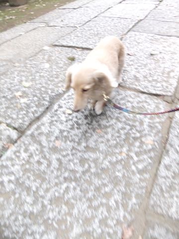 ダックスフントミニチュアトリミング都内フントヒュッテ駒込犬の歯みがき画像文京区歯垢歯石除去歯磨きゼオライトデンタルケア犬温泉東京_158.jpg
