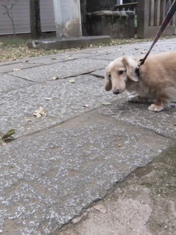 ダックスフントミニチュアトリミング都内フントヒュッテ駒込犬の歯みがき画像文京区歯垢歯石除去歯磨きゼオライトデンタルケア犬温泉東京_159.jpg