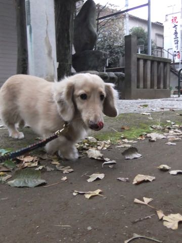 ダックスフントミニチュアトリミング都内フントヒュッテ駒込犬の歯みがき画像文京区歯垢歯石除去歯磨きゼオライトデンタルケア犬温泉東京_160.jpg