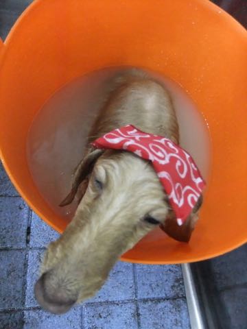 ダックスフントミニチュアトリミング都内フントヒュッテ駒込犬の歯みがき画像文京区歯垢歯石除去歯磨きゼオライトデンタルケア犬温泉東京_161.jpg