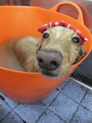 ダックスフントミニチュアトリミング都内フントヒュッテ駒込犬の歯みがき画像文京区歯垢歯石除去歯磨きゼオライトデンタルケア犬温泉東京_162.jpg