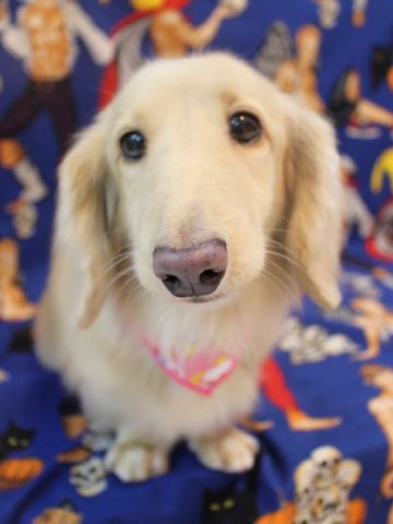 ダックスフントミニチュアトリミング都内フントヒュッテ駒込犬の歯みがき画像文京区歯垢歯石除去歯磨きゼオライトデンタルケア犬温泉東京_163.jpg