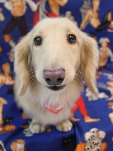 ダックスフントミニチュアトリミング都内フントヒュッテ駒込犬の歯みがき画像文京区歯垢歯石除去歯磨きゼオライトデンタルケア犬温泉東京_164.jpg
