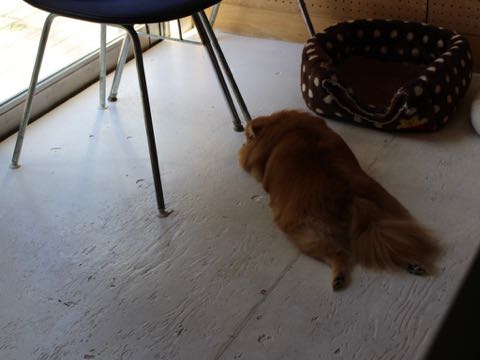ポメラニアントリミング画像ポメサマーカットフントヒュッテ文京区ペットホテル都内hundehutte東京ドッグホテル駒込犬ホテル料金_183.jpg