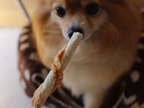 ポメラニアントリミング画像ポメサマーカットフントヒュッテ文京区ペットホテル都内hundehutte東京ドッグホテル駒込犬ホテル料金_185.jpg
