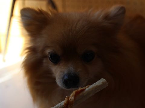 ポメラニアントリミング画像ポメサマーカットフントヒュッテ文京区ペットホテル都内hundehutte東京ドッグホテル駒込犬ホテル料金_186.jpg