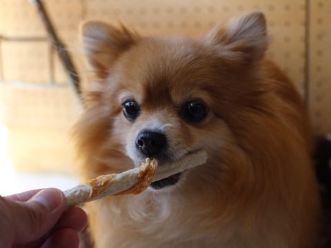 ポメラニアントリミング画像ポメサマーカットフントヒュッテ文京区ペットホテル都内hundehutte東京ドッグホテル駒込犬ホテル料金_187.jpg