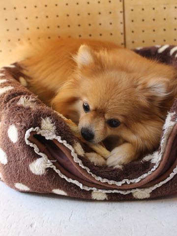 ポメラニアントリミング画像ポメサマーカットフントヒュッテ文京区ペットホテル都内hundehutte東京ドッグホテル駒込犬ホテル料金_188.jpg